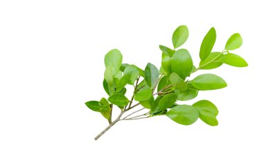 Ficus benjamina 'dan bir kesit beyaz arka planda kırpma yolları ile ayrılır. Ağacın doğal güzelliğini ve şeklini vurgulayan ayrıntılı yapı ve gür yapraklar vurgulanmıştır..