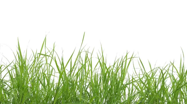 Kesme yolları olan beyaz bir arka planda yeşil uzun çimen yığınından bir kesit. Detaylı bıçaklar ve doğal doku, doğanın gözle görülür güzelliğidir..