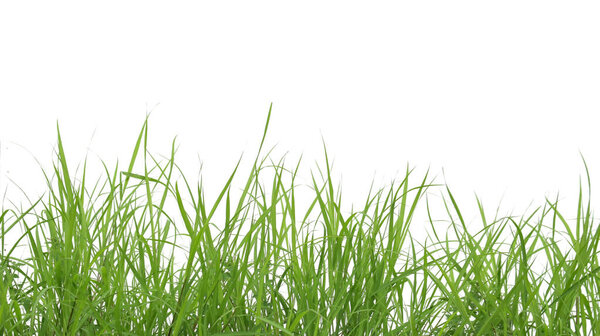 A cut-out of a clump of green tall grass on a white background with clipping paths. The detailed blades and natural texture are clearly visible beauty of nature.