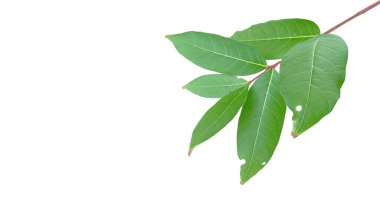 Kesme yolları olan beyaz bir arka planda ağaç yapraklarından kesilmiş. Ağacın doğal güzelliğini ve şeklini vurgulayan ayrıntılı yapı ve gür yapraklar vurgulanmıştır..