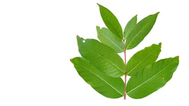 Kesme yolları olan beyaz bir arka planda ağaç yapraklarından kesilmiş. Ağacın doğal güzelliğini ve şeklini vurgulayan ayrıntılı yapı ve gür yapraklar vurgulanmıştır..