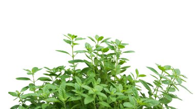 Ayrıntılı kırpma yolları olan kutsal fesleğen yaprağının görüntüsünü kes, beyaz bir arkaplanda ayarla, aşçılık ve bitkisel tasarım için farklı şekil ve damarlı dokusunu vurgula.