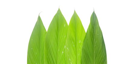 Beyaz arkaplana yerleştirilmiş yeşil zencefil yaprağının görüntüsünü kes, botanik ve mutfak temalı projeler için yaprakların uzatılmış biçimini ve canlı rengini yakala.