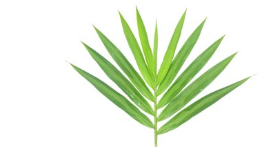 Beyaz arkaplana yerleştirilmiş yeşil zencefil yaprağının görüntüsünü kes, botanik ve mutfak temalı projeler için yaprakların uzatılmış biçimini ve canlı rengini yakala.