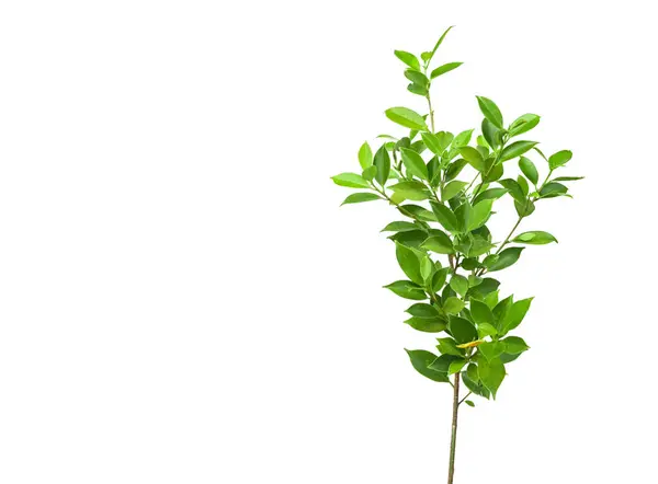 Ficus benjamina 'dan bir kesit beyaz arka planda kırpma yolları ile ayrılır. Ağacın doğal güzelliğini ve şeklini vurgulayan ayrıntılı yapı ve gür yapraklar vurgulanmıştır..