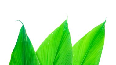 Ayrıntılı kırpma yolları olan yeşil zerdeçal yaprağının görüntüsünü kes, beyaz bir arkaplan üzerine yerleştirilip, çeşitli projelerde kusursuz kullanım için yaprağın eşsiz biçimini ve dokusunu yakala.