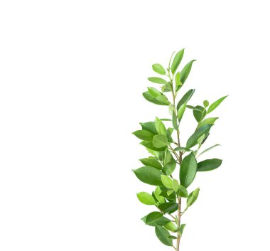 A cut out of Ficus benjamina leaves with clipping paths on a white background. The detailed structure and lush foliage are highlighted, emphasizing natural beauty and form of trees. clipart