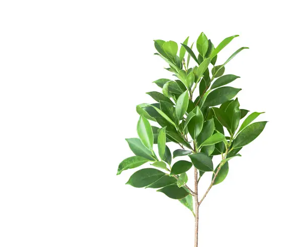 Ficus benjamina 'dan bir kesit beyaz arka planda kırpma yolları ile ayrılır. Ayrıntılı yapı ve gür yapraklar, doğal güzelliği ve ağaç türünü vurgulayarak vurgulanmıştır..