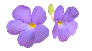 Mor Krallar Mantosu çiçekleri ya da Thunbergia ereksiyonunun detaylı kırpma yolları olan, beyaz bir arkaplan üzerine kurulmuş, canlı mor taç yaprakları ve çiçek ve botanik tasarımlarında pürüzsüz kullanım için sarı merkezleri gösteren görüntüsünü kes.