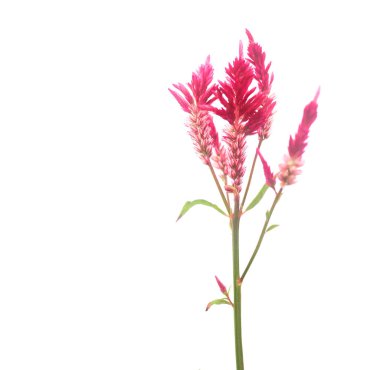 Kırmızı bir horoz ya da Celosia çiçeğinin kesilmiş bir resmi ayrıntılı kırpma yolları ile, tasarım projelerine kusursuz entegrasyon için canlı, dokulu taç yapraklarını sergiliyor.