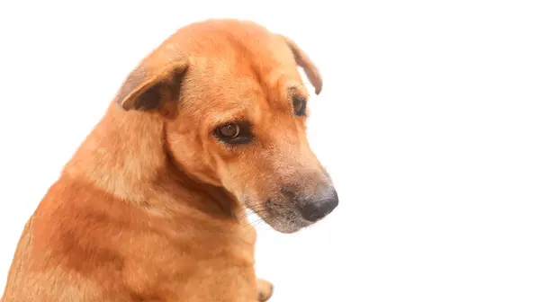 Kahverengi bir köpeğin kesilip çıkarılmış görüntüsü arkasını dönmüş ve yalvaran, sevgi dolu bir bakış atıyor, tatlı ve sevgi dolu bir tavır sergiliyor..