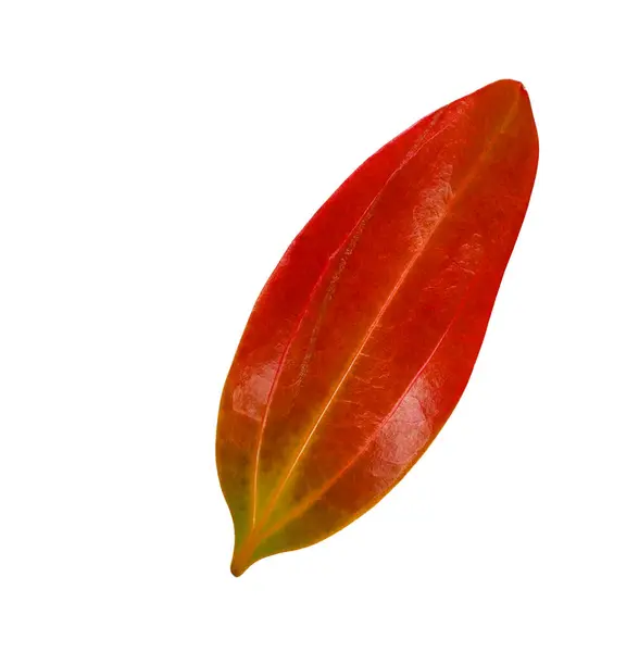 Beyaz arkaplanda ayrıntılı kırpma yolları olan kırmızı tarçın verum ya da True Cinnamon yaprağından kesilmiş, pürüzsüz doku ve canlı kırmızı renk, pürüzsüz entegre botanik tasarım projeleri için.