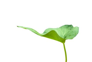 Beyaz arka planda kesin kesme yolları olan bir sabah yaprağının görüntüsünü kes. Uzun, ince yeşil yaprak mutfak ya da botanik temalı tasarımlarda kullanmak için idealdir..
