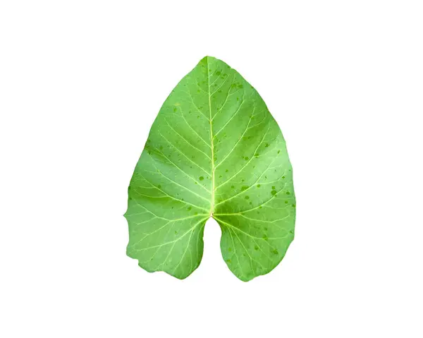 Beyaz arka planda kesin kesme yolları olan bir sabah yaprağının görüntüsünü kes. Uzun, ince yeşil yaprak mutfak ya da botanik temalı tasarımlarda kullanmak için idealdir..