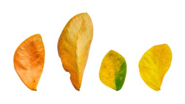 Beyaz arkaplanda kırpma yolları olan kurumuş yağmur ağacı yapraklarını kes, ayrıntılı yaprakların kahverengi rengi çeşitli tasarımlarda kullanılabilir.