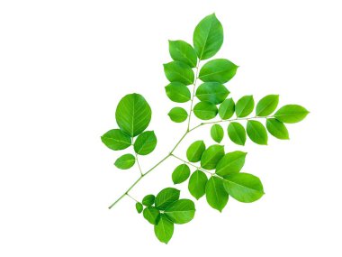 Pterocarpus Macrocarpus ya da Burma Padauk yapraklarını beyaz arka planda kırpma yolları ile kes