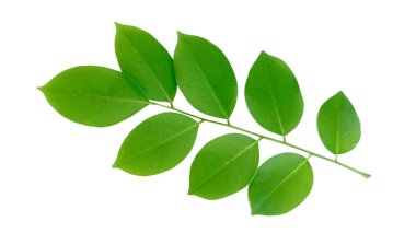 Pterocarpus Macrocarpus ya da Burma Padauk yapraklarını beyaz arka planda kırpma yolları ile kes