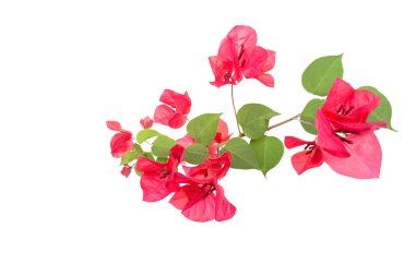 Canlı bir bougainvillea çiçeği ve taze yeşil filizler kesme yolu olan beyaz bir arka planda izole edilir. Görüntü tropik güzelliği, büyümeyi ve doğal zarafeti sembolize eder..