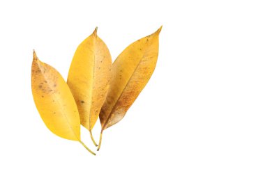 Sarı Yapraklı Böcek Delikleri ve Beyaz Arkaplanda Kesme Yollu Karanlık Noktalar.