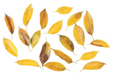 Böcek delikli sarı yapraklar ve kesme yollu beyaz arka planda koyu lekeler..