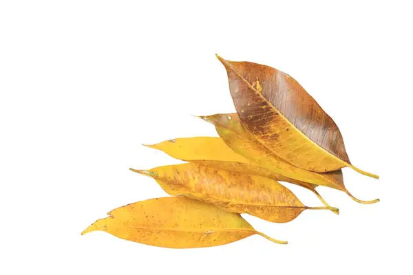 Böcek delikli sarı yapraklar ve kesme yollu beyaz arka planda koyu lekeler..