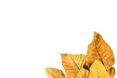 Beyaz arkaplanda kırpma yolları olan sarımsı yaprakların ayrıntılı kesimi kolay düzenlemeye olanak sağlıyor. Dijital sanat, doğa esinlenilmiş tasarımlar ve çevre temalı projeler için mükemmel..