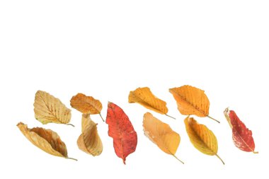 Beyaz arkaplanda kırpma yolları olan sarımsı yaprakların ayrıntılı kesimi kolay düzenlemeye olanak sağlıyor. Dijital sanat, doğa esinlenilmiş tasarımlar ve çevre temalı projeler için mükemmel..