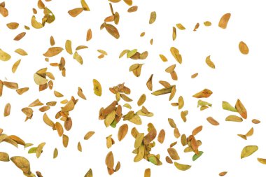 Yaprak dokusu arka planında kopyalama alanı ve beyaz arkaplanda kesme yolları. Grafik tasarımı, kart yapımı ve doğa temalı yaratıcı projeler için ideal.