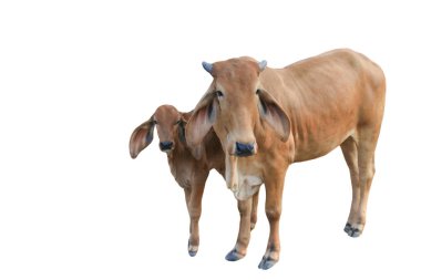 Beyaz arkaplan üzerinde belirli kırpma yolları olan ineğin kesme görüntüsü.