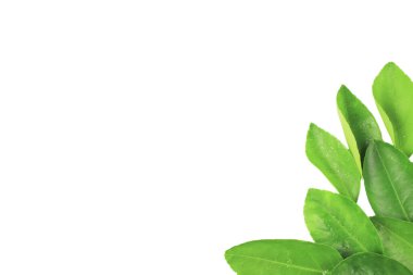 Beyaz arkaplanda kırpma yolları olan yeşil kireç yapraklarının izole edilmesi