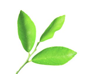 Beyaz arkaplanda kırpma yolları olan yeşil kireç yapraklarının izole edilmesi