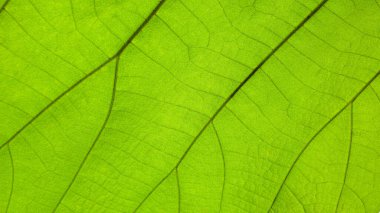 Yaprak yüzeyinin karmaşık detaylarını ve doğal dokusunu vurgulayan bir makro çekim..