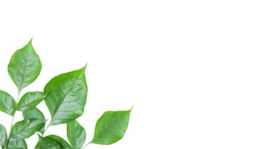 Millingtonia Hortensis ya da Indian Cork yapraklarını beyaz arkaplanda kırpma yolları ile kes