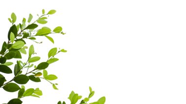 Ficus benjamina 'dan bir kesit beyaz arka planda kırpma yolları ile ayrılır. Ağacın doğal güzelliğini ve şeklini vurgulayan ayrıntılı yapı ve gür yapraklar vurgulanmıştır..