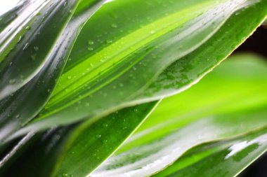 Parlak ve renkli arka plan, tazeliği, yenilenmeyi ve doğanın güzelliğini sembolize ediyor..