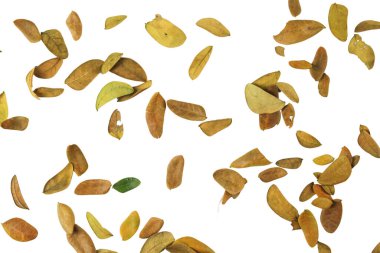 Yaprak dokusu arka planında kopyalama alanı ve beyaz arkaplanda kesme yolları. Grafik tasarımı, kart yapımı ve doğa temalı yaratıcı projeler için ideal.