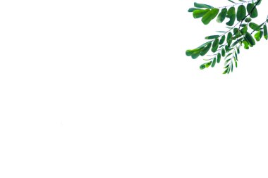 İzole edilmiş yeşil ağaç tepesi yaprakları ile beyaz arkaplan üzerinde kırpma yolları