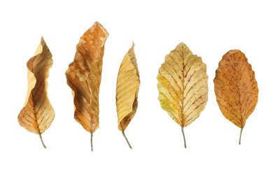 Beyaz arkaplanda kırpma yolları olan sarımsı yaprakların ayrıntılı kesimi kolay düzenlemeye olanak sağlıyor. Dijital sanat, doğa esinlenilmiş tasarımlar ve çevre temalı projeler için mükemmel..