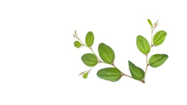 Beyaz arka plandaki jujube ağacının tepesini kes. Büyümeyi, esnekliği ve doğal güzelliği temsil ediyor..