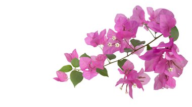 Bougainvillea glabra çiçeklerinden kesilerek beyaz arka planda doğru kırpma yolları oluşturulmuştur. Yaprakların canlı dokusu ve şekli çeşitli tasarımlarda kusursuz kullanım için yakalanır..