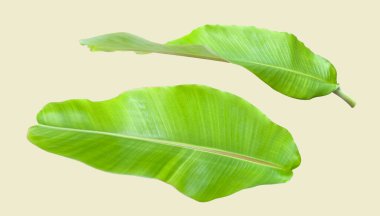 Beyaz arka planda kesme yolu olan muz yapraklarından kesilmiş. Tasarım projeleri sunumlarında veya eğitim materyallerinde kolay düzenleme ve kullanım yolları için ayrıntılı kırpma yolları.