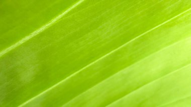 Yeşil yaprak dokusu arkaplanının görünümünü kapat