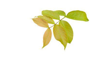 Genç Lagerstroemia Specosa ya da Queens çiçek yaprakları kesme yolları olan beyaz bir arka planda kesilir. Yaprakları ve doğal güzelliği vurgulayan detaylı yapı..