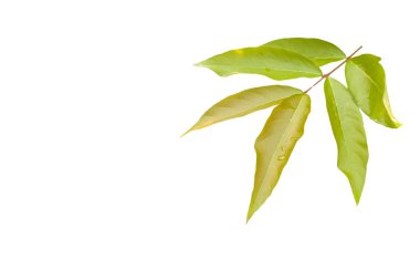 Genç Lagerstroemia Specosa ya da Queens çiçek yaprakları kesme yolları olan beyaz bir arka planda kesilir. Yaprakları ve doğal güzelliği vurgulayan detaylı yapı..