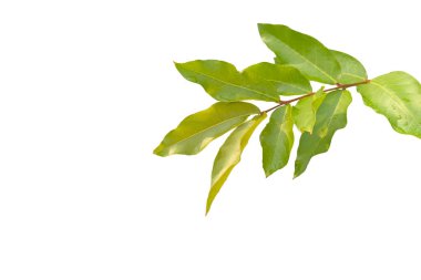 Genç Lagerstroemia Specosa ya da Queens çiçek yaprakları kesme yolları olan beyaz bir arka planda kesilir. Yaprakları ve doğal güzelliği vurgulayan detaylı yapı..