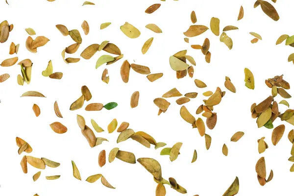 Kesme yolları olan kurumuş bir yaprağın kesimi değişimi, zamanın geçişini ve çürümenin güzelliğini sembolize eder..