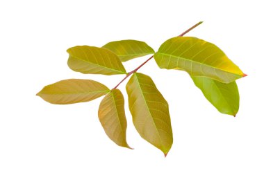 Genç Lagerstroemia Specosa ya da Queens çiçek yapraklarından kesilmiş. Doğal güzelliğin vurgulanması.