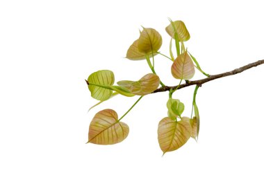 Beyaz arka planda kırpma yolu olan bir Bodhi yaprağının ucunu kes. Kavram: Ruhani sembolizm, saflık ve farkındalık.