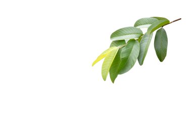 Kesme yolu olan taze bir guava yaprağından ayrıntılı bir kesik. Tropikal bitki örtüsünü sembolize eder ve bitkisel, sağlık veya doğal tasarım projeleri için faydalıdır..