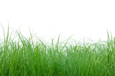 Kesme yolu olan beyaz bir arka plana yerleştirilmiş taze yeşil çimen yığınının kesilmiş bir görüntüsü. Tasarım çalışmaları ve çevre dostu doğa temaları için kullanışlı.
